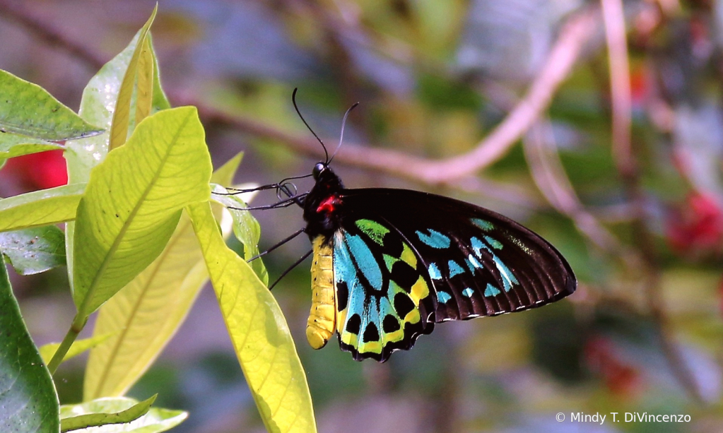 Fairchild Butterfly Garden 1