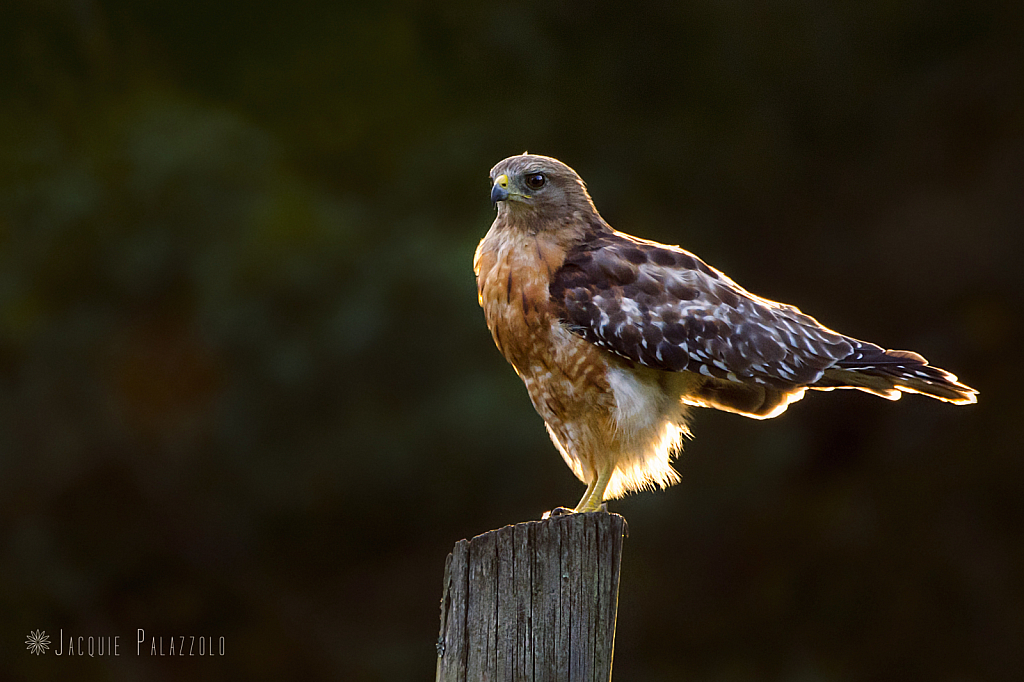 Red Shouldered Hawk