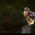 2Red Shouldered Hawk - ID: 15831081 © Jacquie Palazzolo
