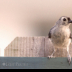 2Tufted Titmouse - ID: 15831082 © Jacquie Palazzolo