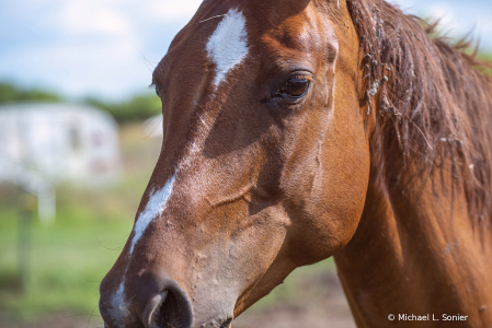 horse of course