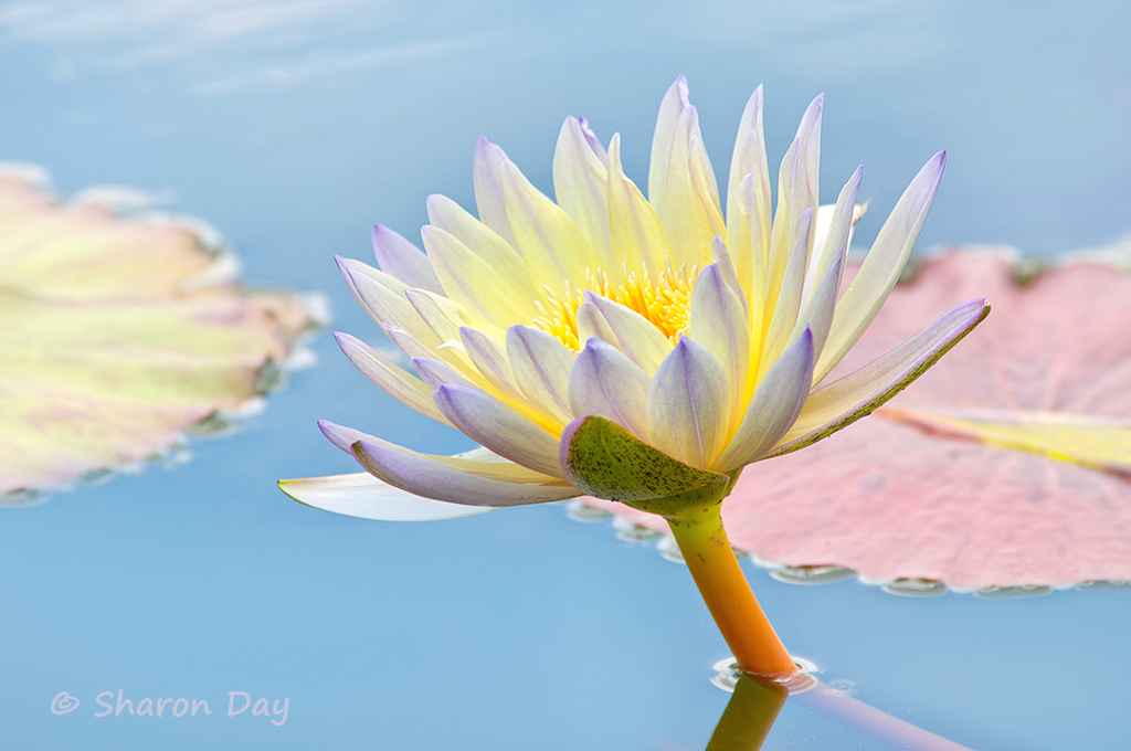 Water Lily