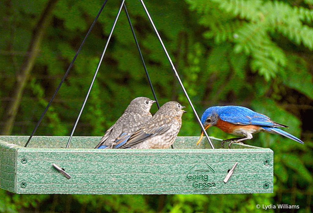 Feeding Father - ID: 15831223 © Lydia Williams