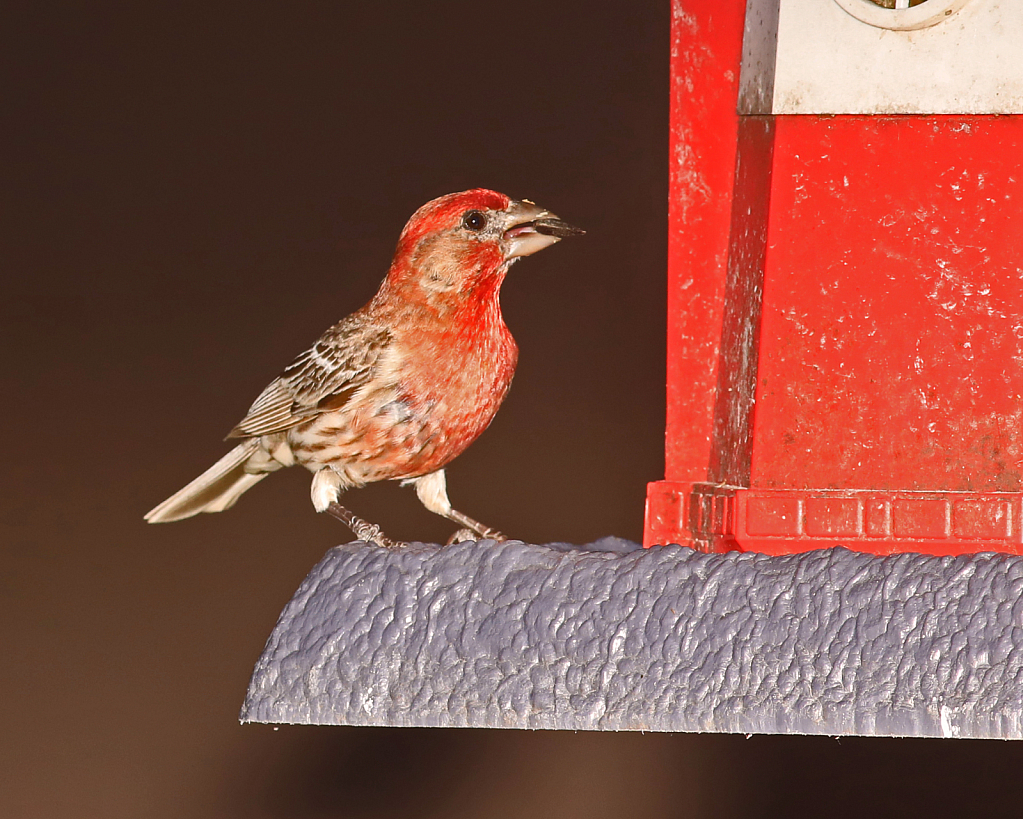 bird at the bird feeder 