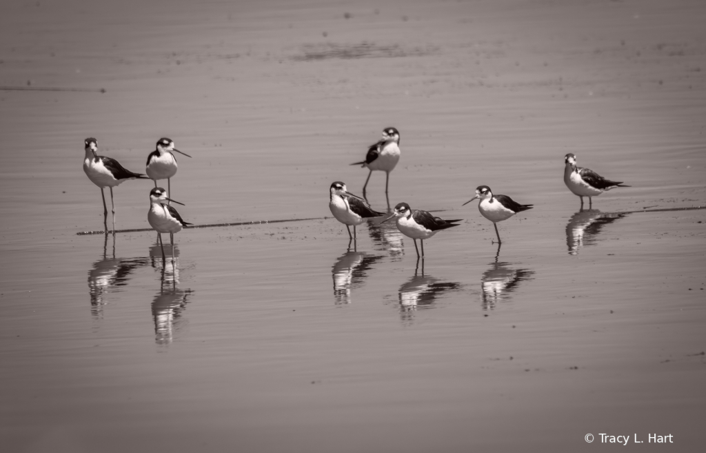 Stilts in Black and White