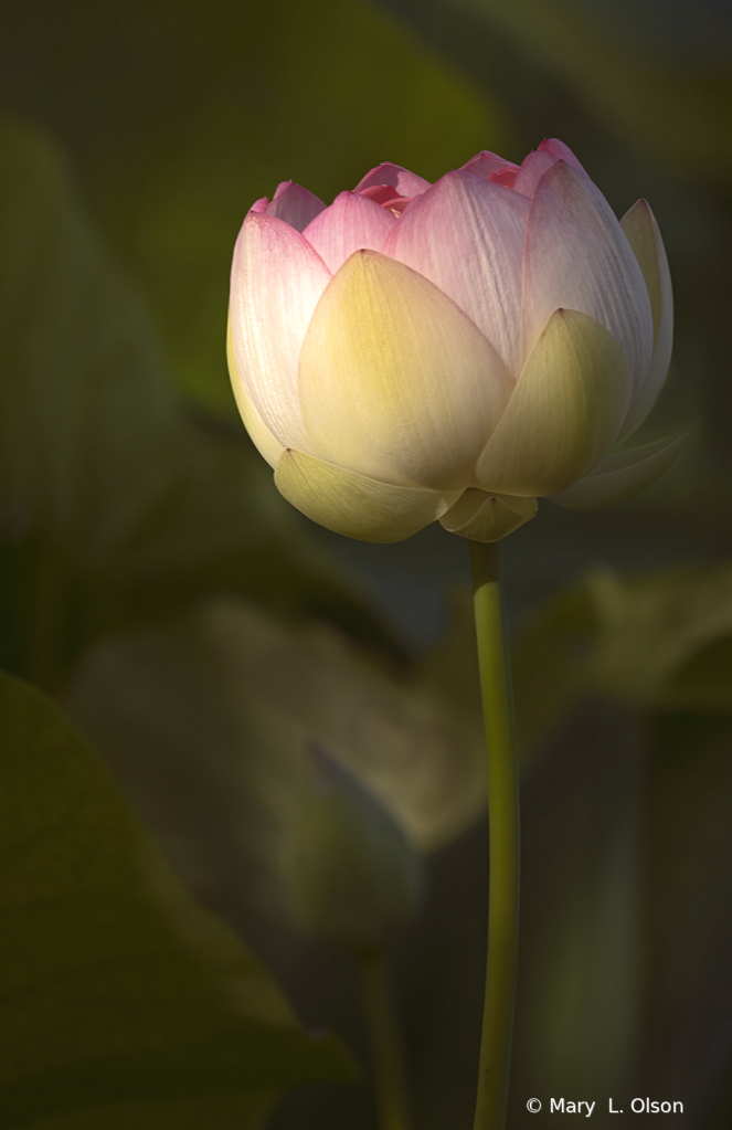 Dawn at the Lotus Pond