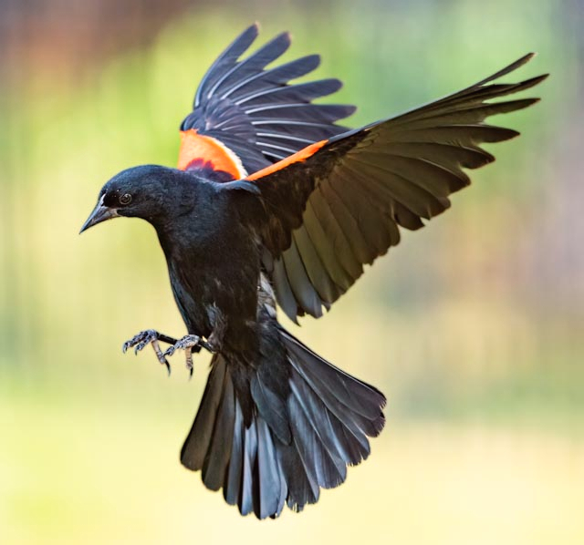 Redwing Blackbird on the prowl.