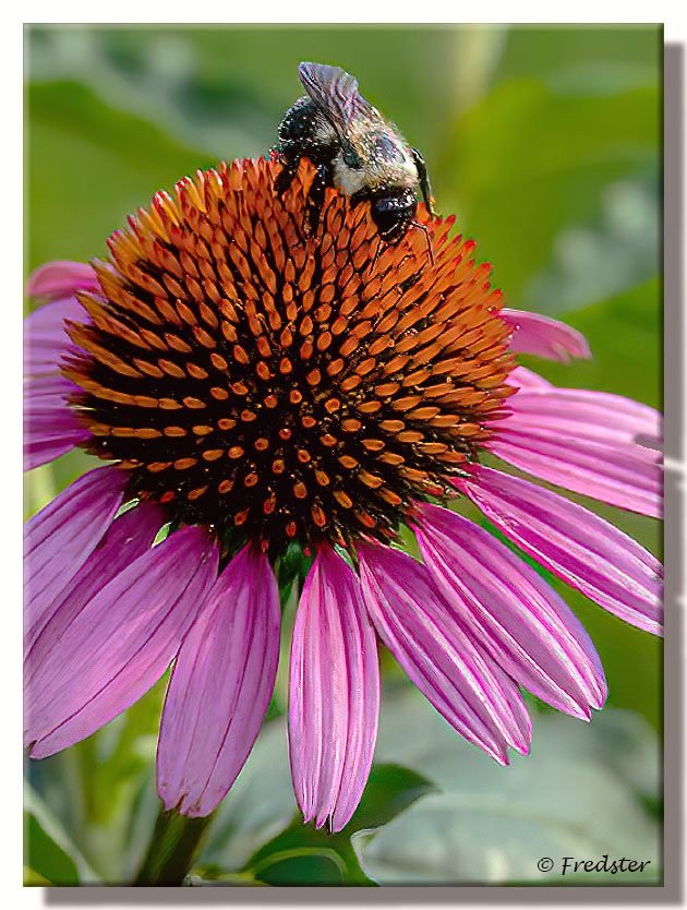 Bee On A Cone Flower