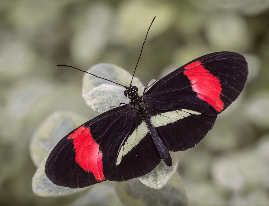 Red Postman Butterfly  