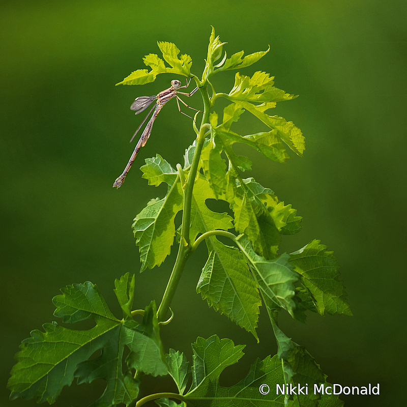 Damselfly Framed in Green