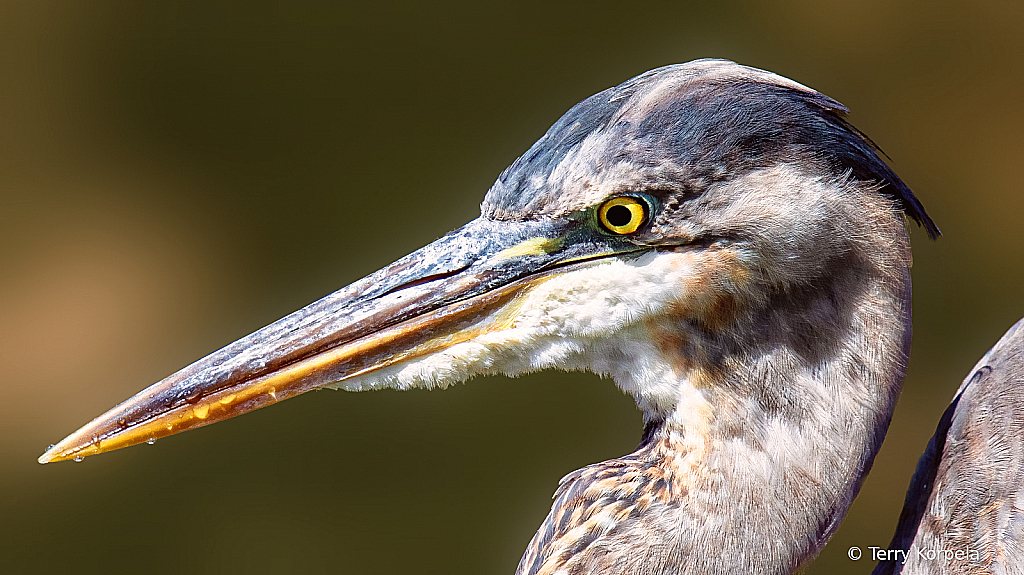 Great Blue Heron Portrait