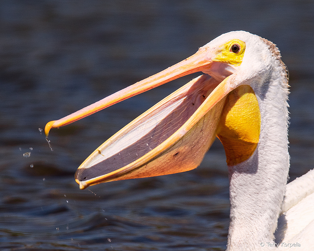 American White Pelican Portrait - ID: 15831246 © Terry Korpela