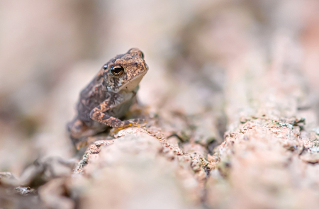 Tiny Toad