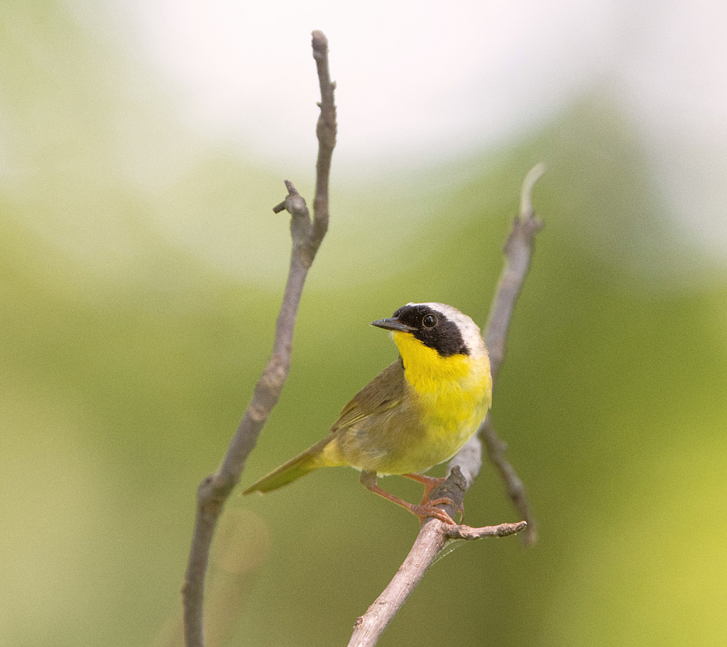 The Common Yellow Throat