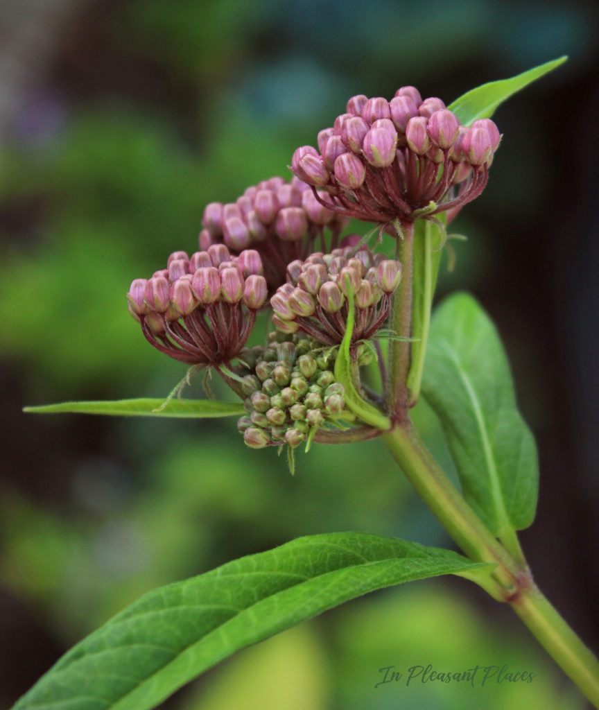 River Milkweed