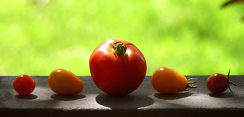 My Little Tomato Family