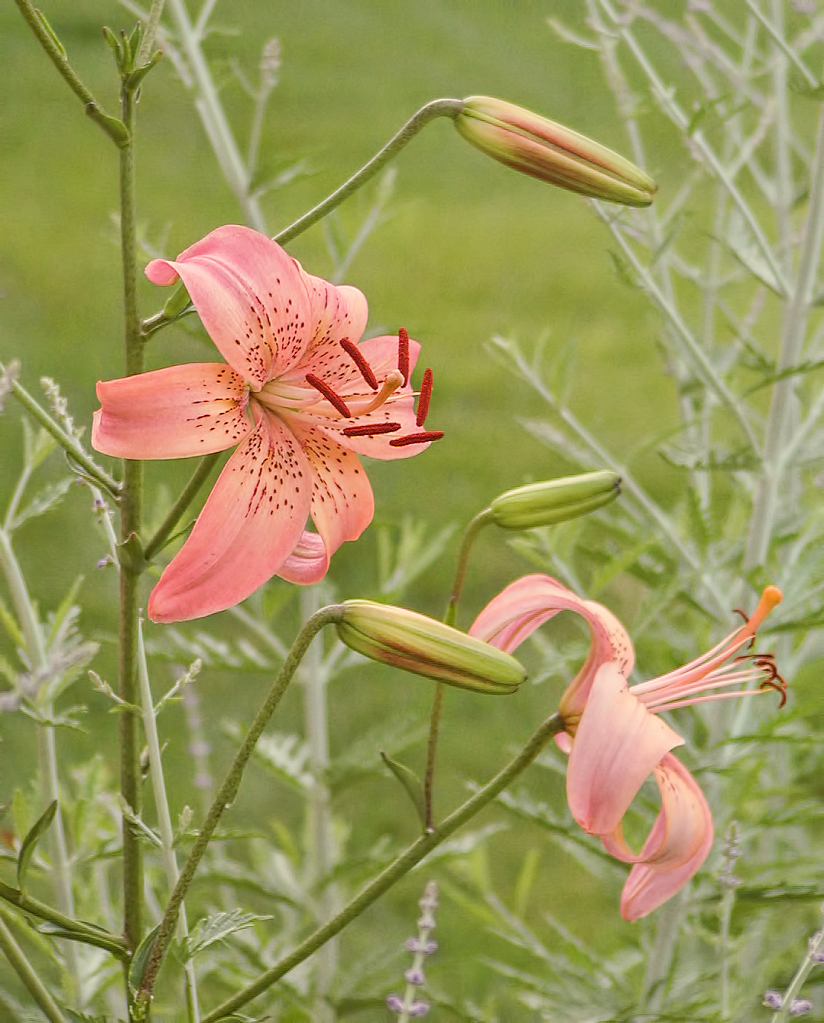 Pink Tiger Lilies