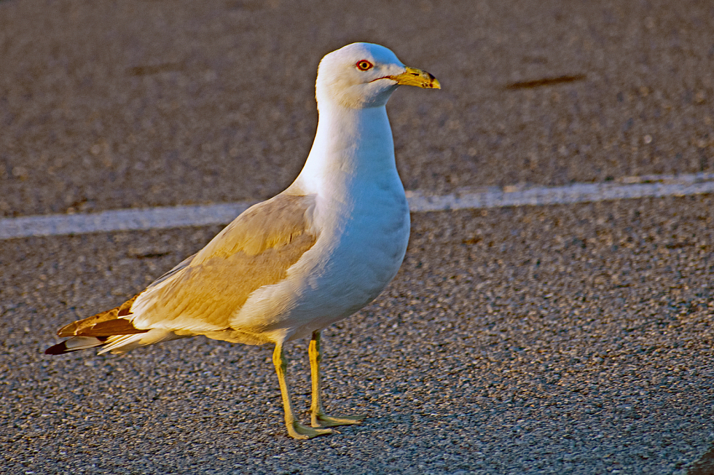 Herring Gull @ Sunrise