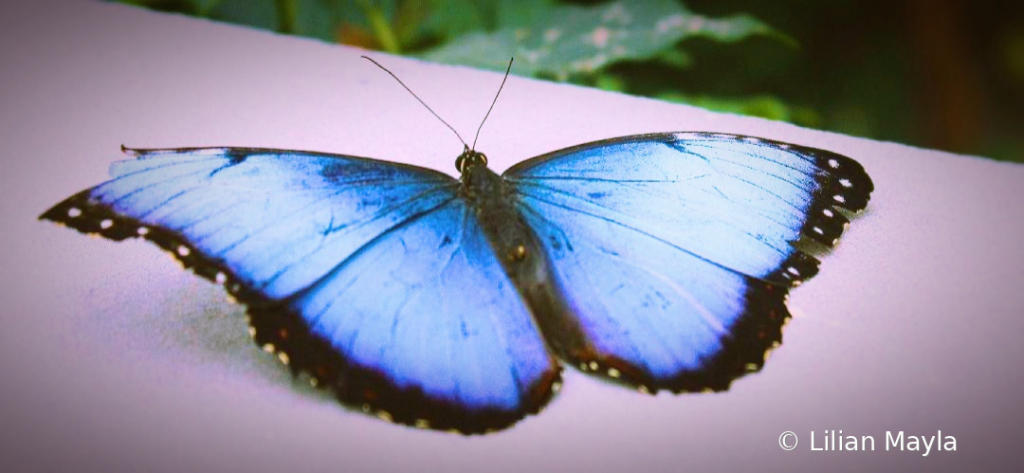 Blue Morpho Butterfly, Botanical Garden, Montreal - ID: 15831954 © Nada Mayla
