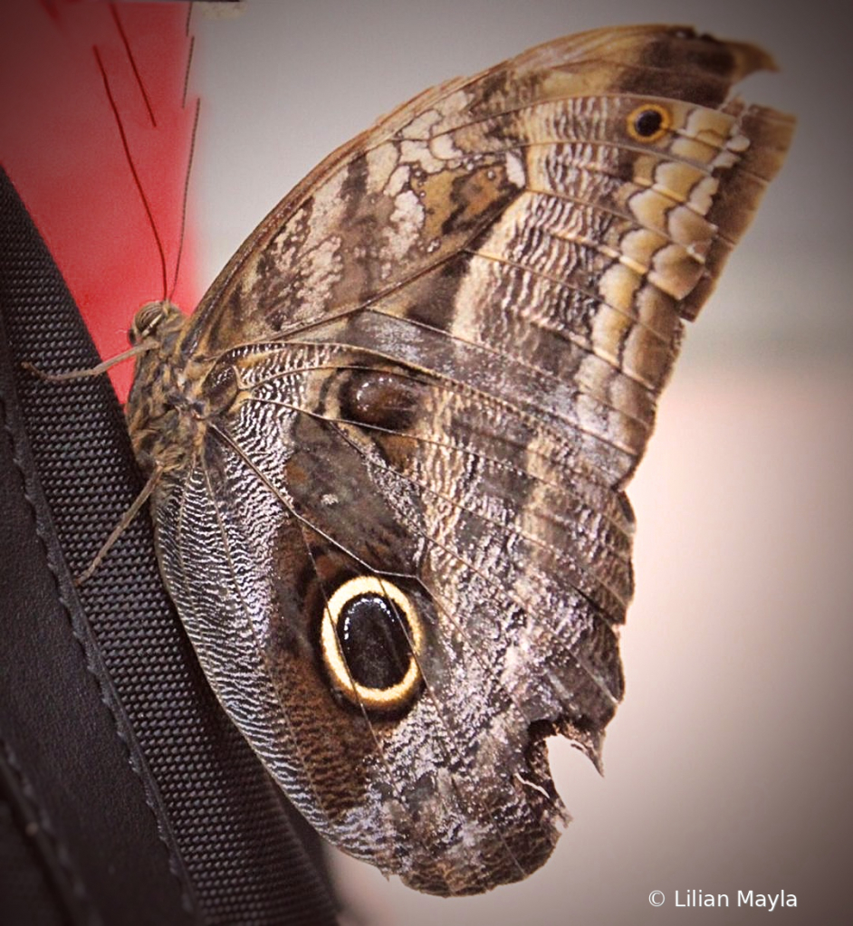 Butterfly in Botanical Garden, Montreal - ID: 15831955 © Nada Mayla