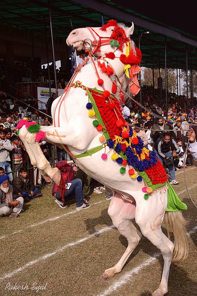 DANCING HORSE AT KILA RAIPUR