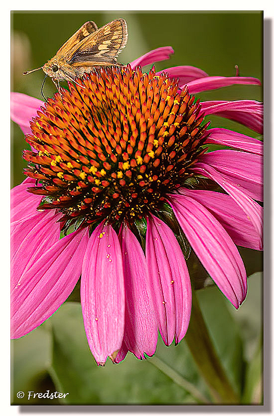 Cone Flower With Skipper Butterfly