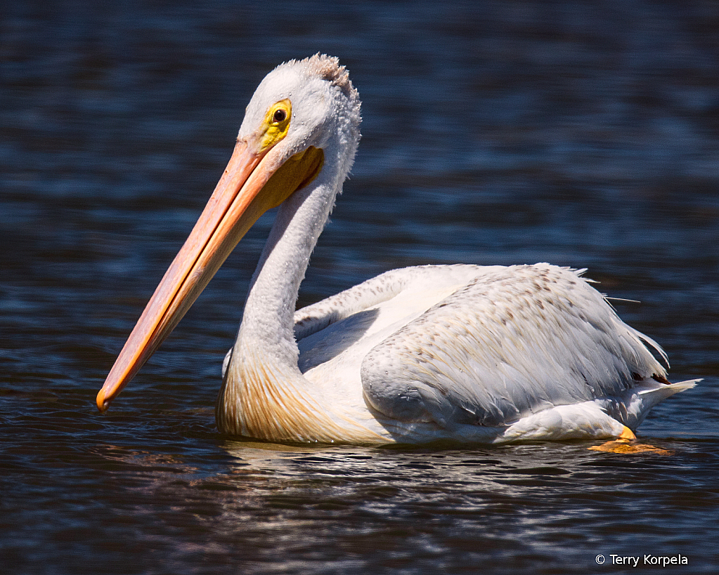 American White Pelican