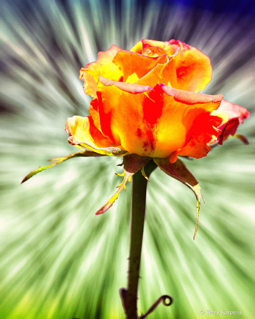 Nice Rose - ID: 15831995 © Terry Korpela