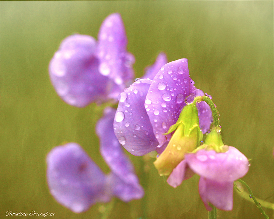 Sweet Peas