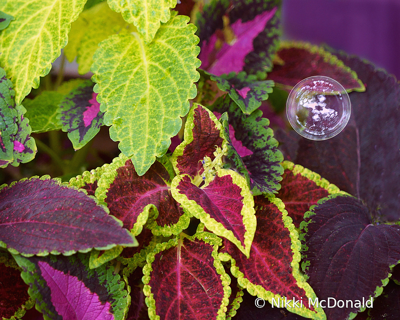 Coleus and Bubble