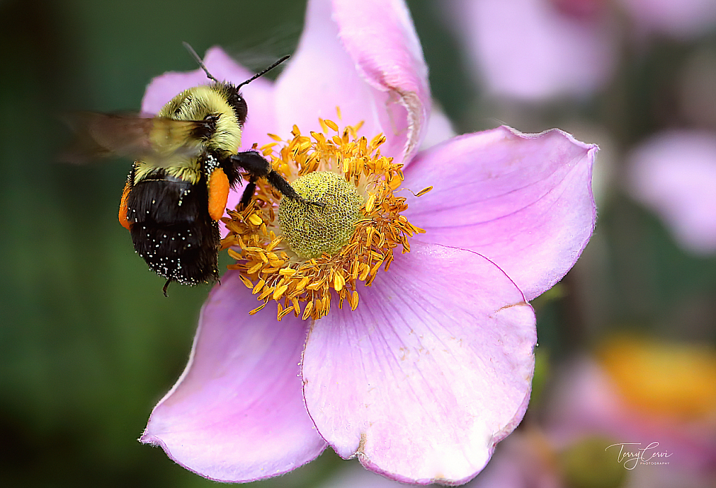 Little Miss Bumble and Her Pollen Baskets