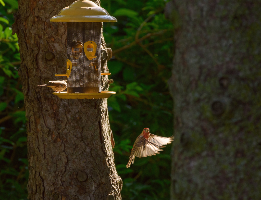 House Finch in flight