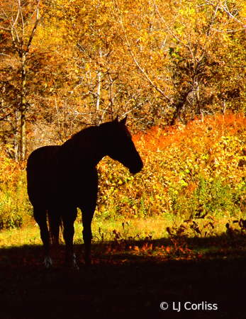 in the fall