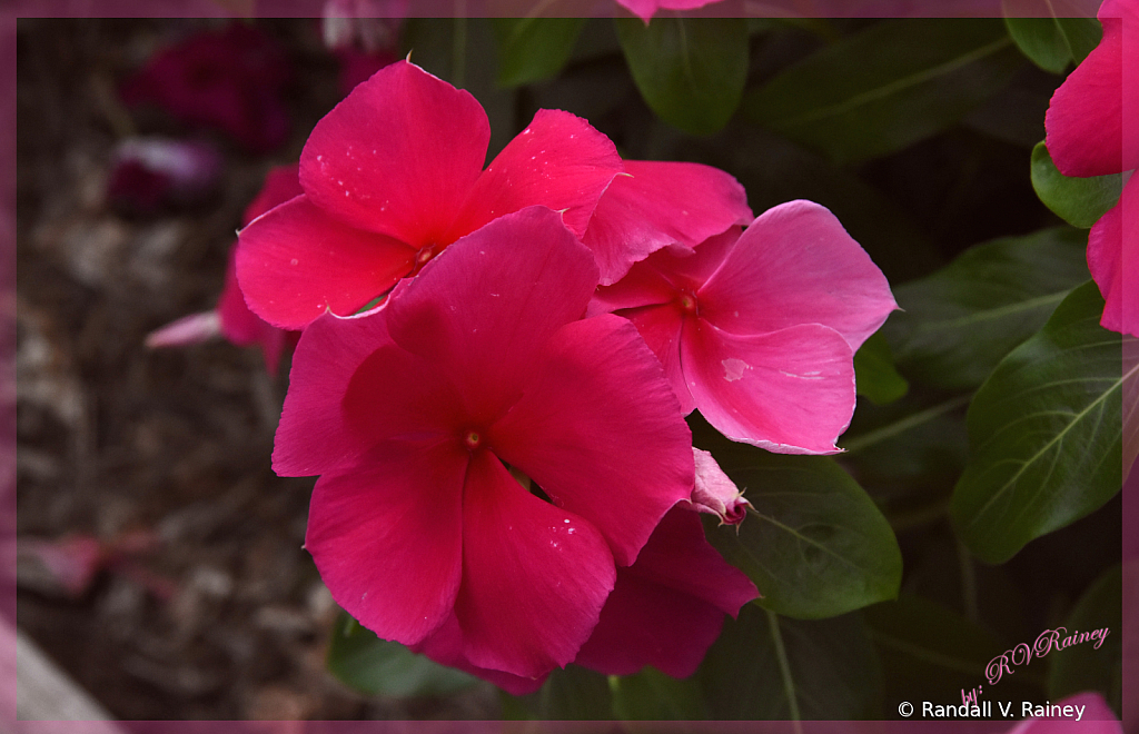 Flower on Boardwalk . . .