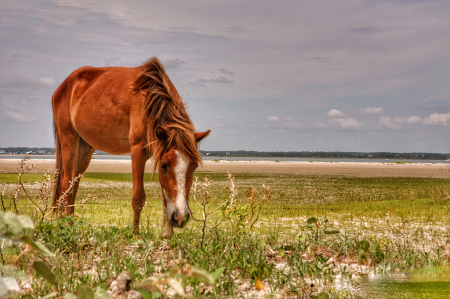 Wild Mustang of Shackleford Banks