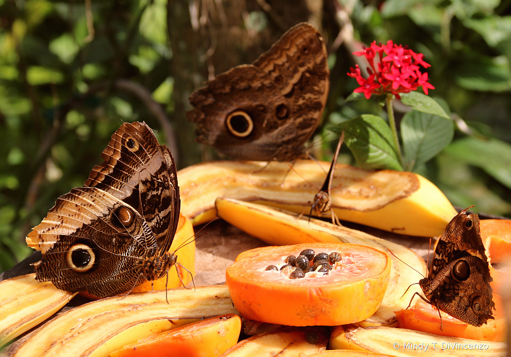 Fairchild Butterfly Garden 3