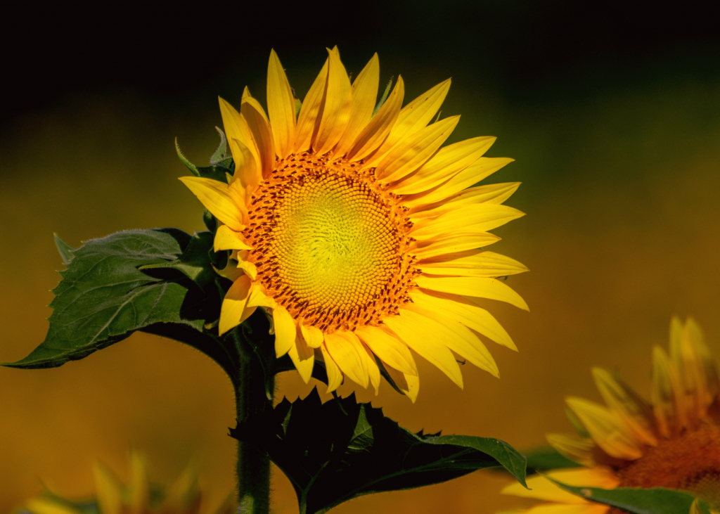 Sunflower at Dusk