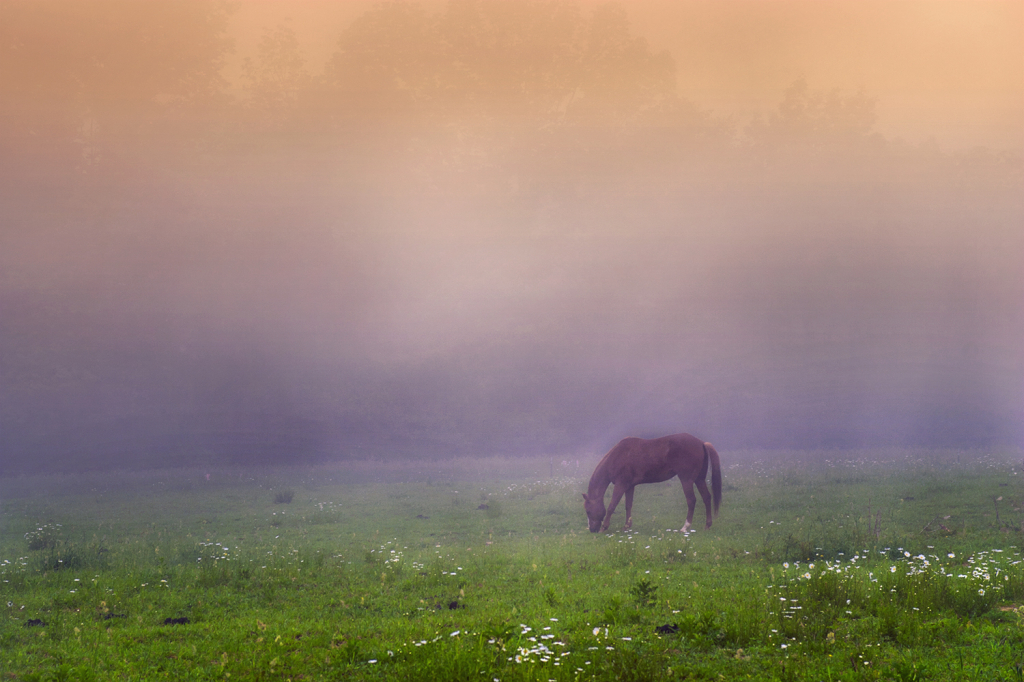 Foggy Morning