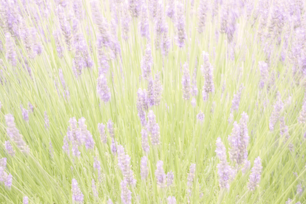Lavender Dreams  9358