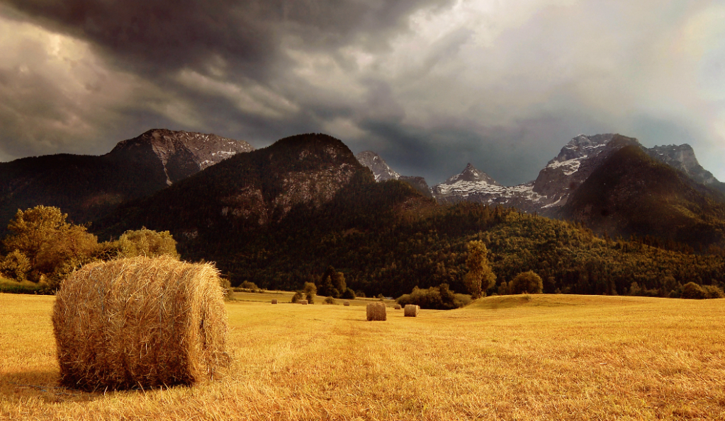 mowed meadow