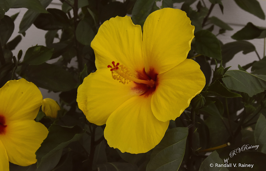 Yellow Flowers on the Boardwalk... 