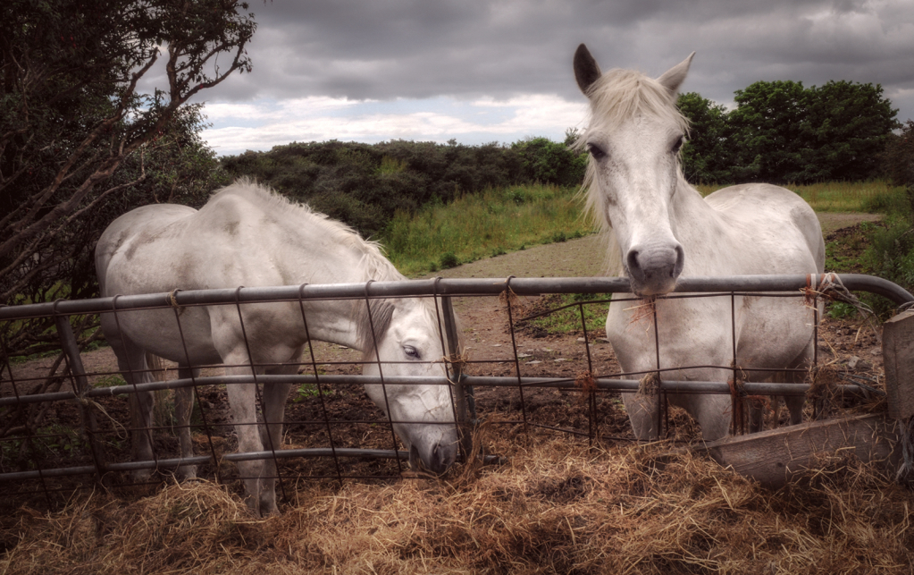 Two Horses