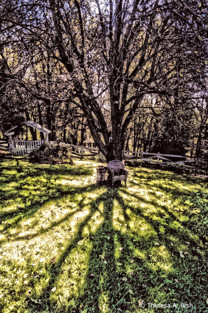 Tree Shadows of Summer 