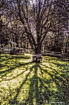 Tree Shadows of S...