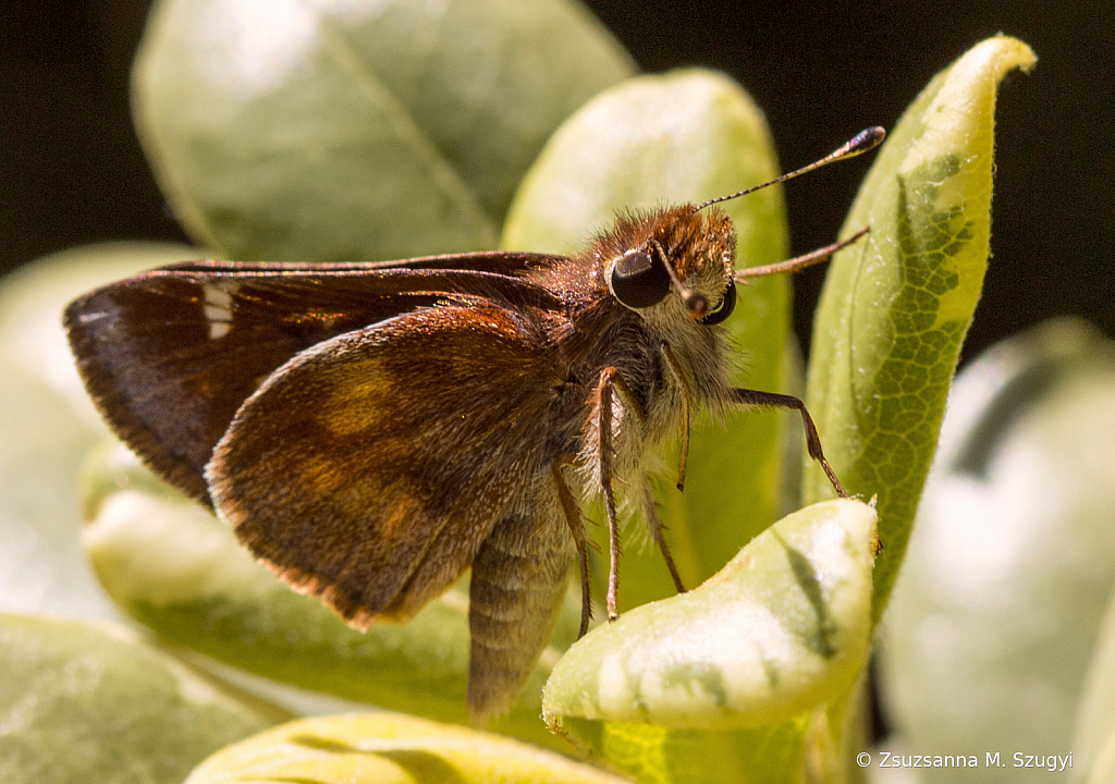 Skipper