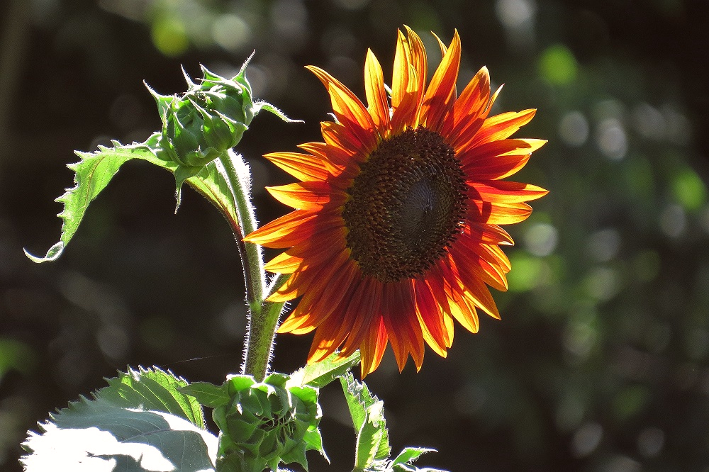 Red Sunflower