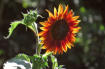 Red Sunflower