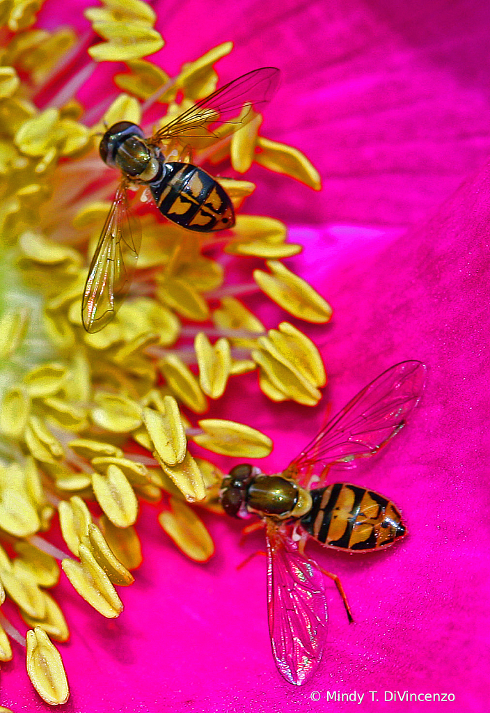 Pollen Partners