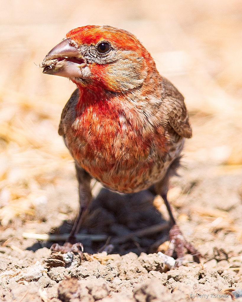 House Finch