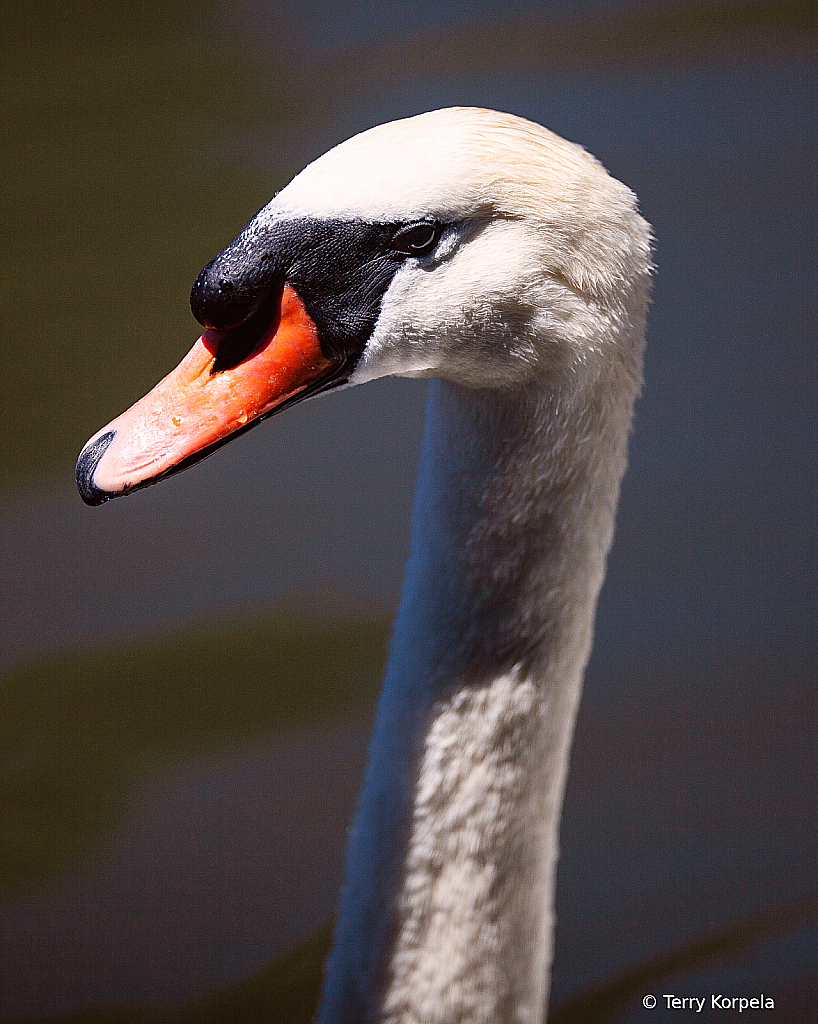 Mute Swan (Head Shot) - ID: 15832863 © Terry Korpela